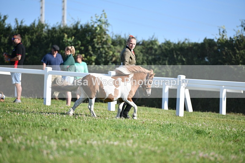 DSC_5432 - Class 49: NPS Shetland Youngstock