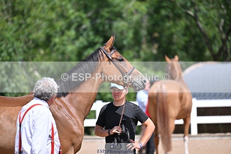 250716-123043-00026 - Trot Up 12.30 to 1.30