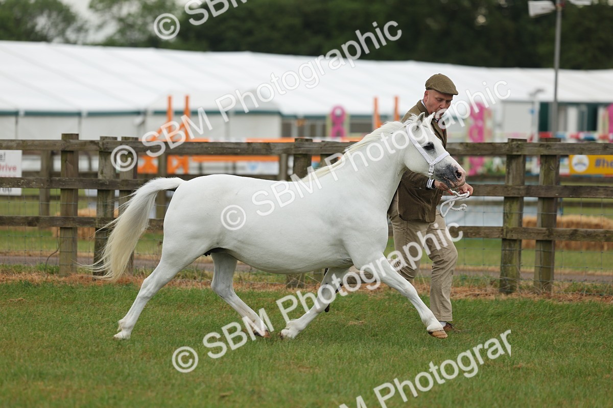 SBM_01670 - Class 50-57 - M&M Welsh Pony In Hand