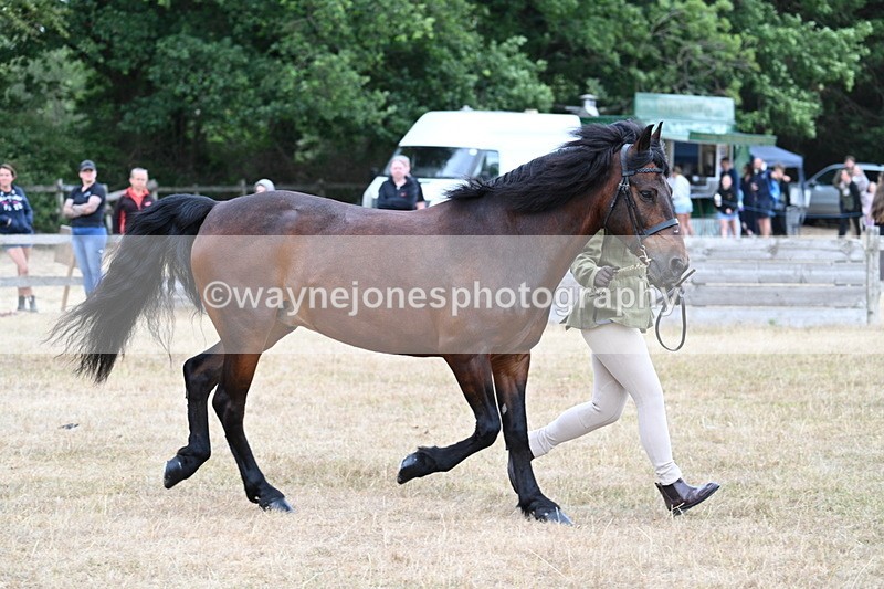 WJ7_9519 - Class 5 Most Handsome Gelding (up to 14.2hh)