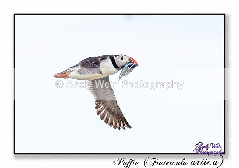 190604-untitled-8E0A4728-Edit - Puffin