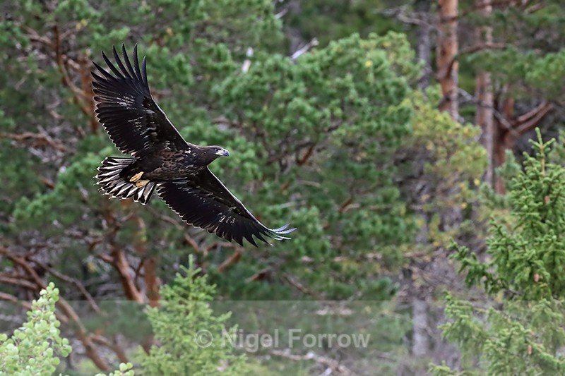 White-tailed Sea-Eagle (juvenile) in flight, Norway - White-tailed Sea-Eagle