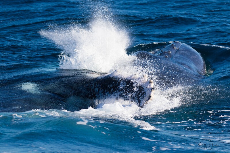 Humpbacks fighting with pectal fins 1 0A3A7638 - Humpback Whales