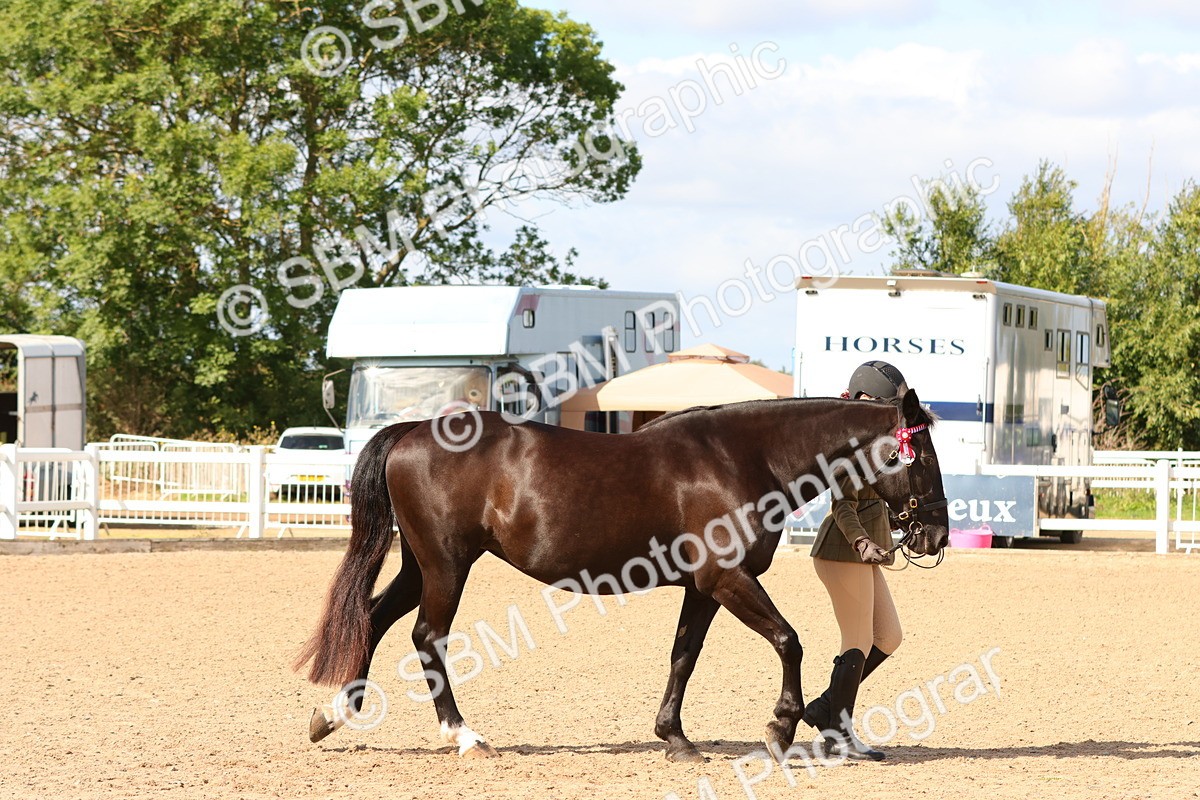SBM_11137 - Class 208 - IH Veteran Horse