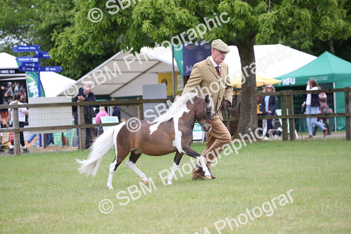 SBM_03919 - Class 23-25 - British Miniature Horse of the Year