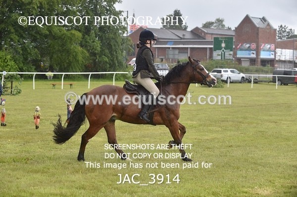 JAC_3914 - 55cm WORKING HUNTER