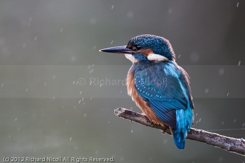 Kingfisher (Alcedo atthis) female in the rain - Kingfisher