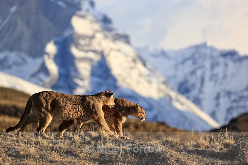 Two female Pumas walking together, Torres del Paine, Chile - Puma