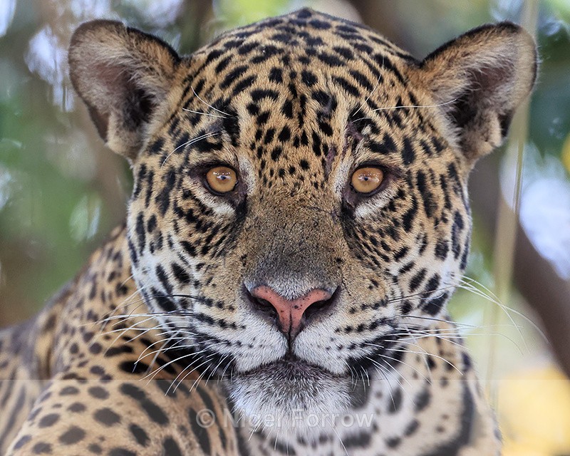 Portrait of female Jaguar Benita, Mato Grosso, Brazil - Jaguar