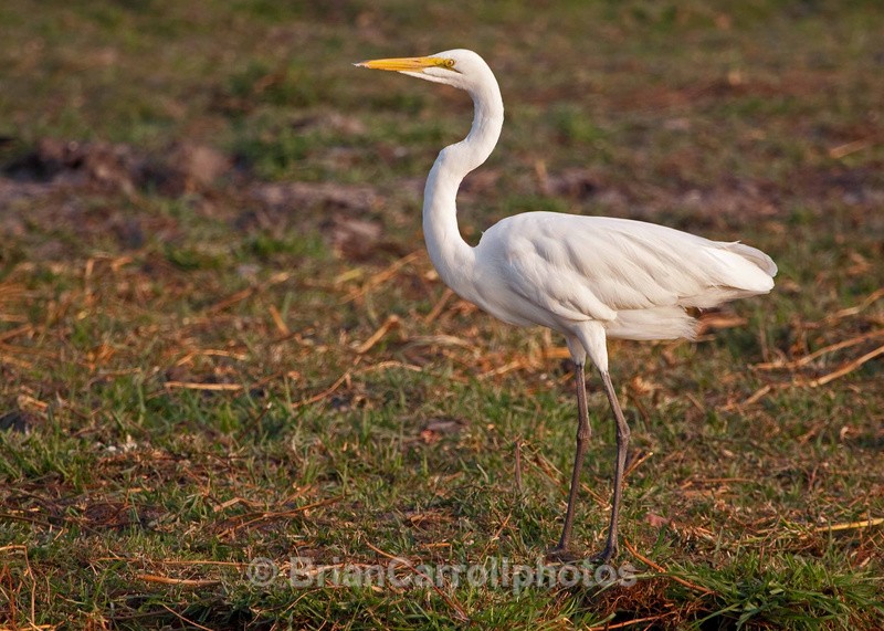 Yellowbilled Egret - African Safari Tour 09 Zambia, Botswana,Namibia & South Africa