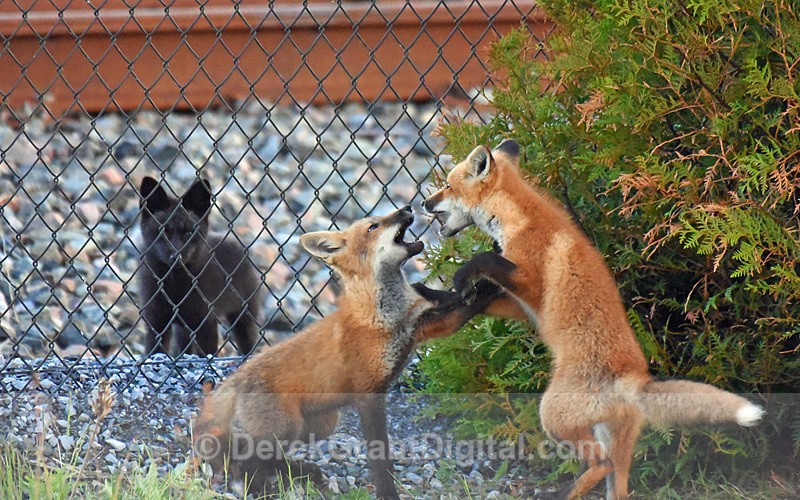 Vulpes vulpes Red Fox Kits at Play - Mammals, Reptiles & Amphibians