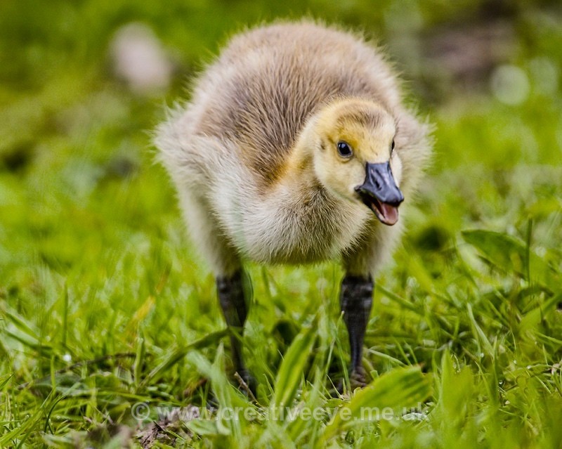 No.0037 Canada Gosling - Animal world
