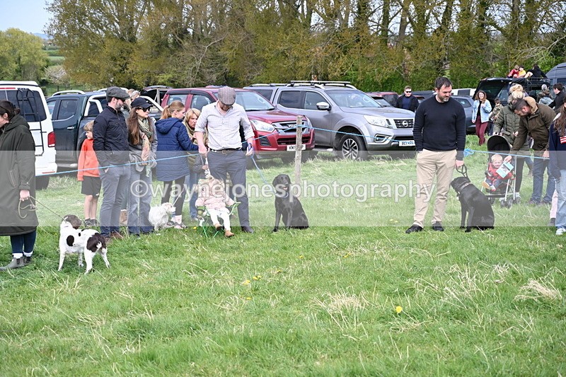 WJ6_8767 - Class 8 Best Working / Gun Dog or Bitch