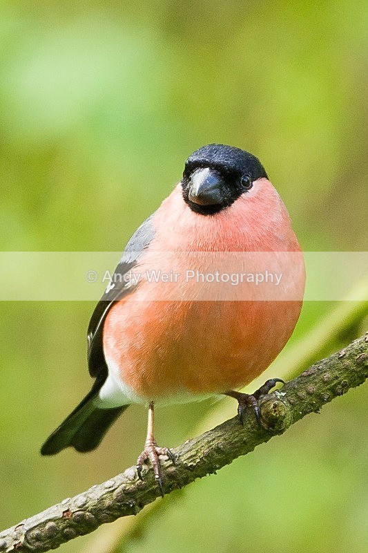 20120421-_MG_9568 - Bullfinch