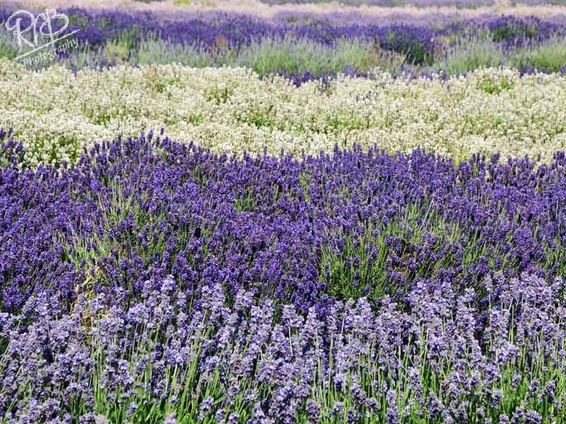 Snowshill Lavender 3 - Other UK Landscapes