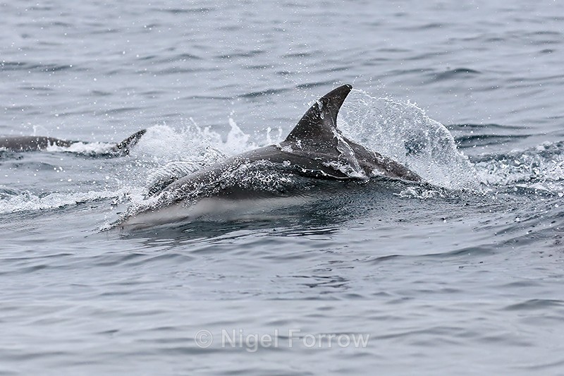 Dusky Dolphin skimming sea surface, Chile - Dolphin