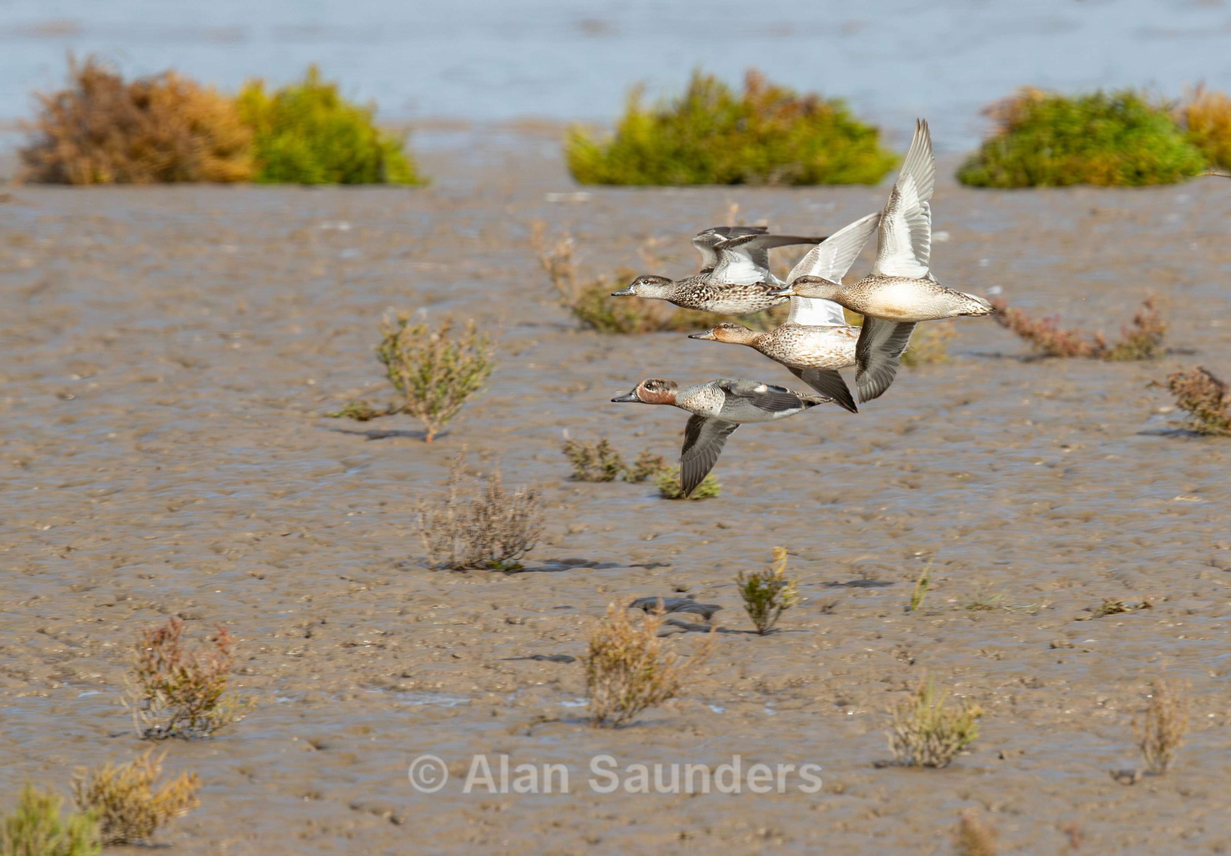 Eurasian Teal 10