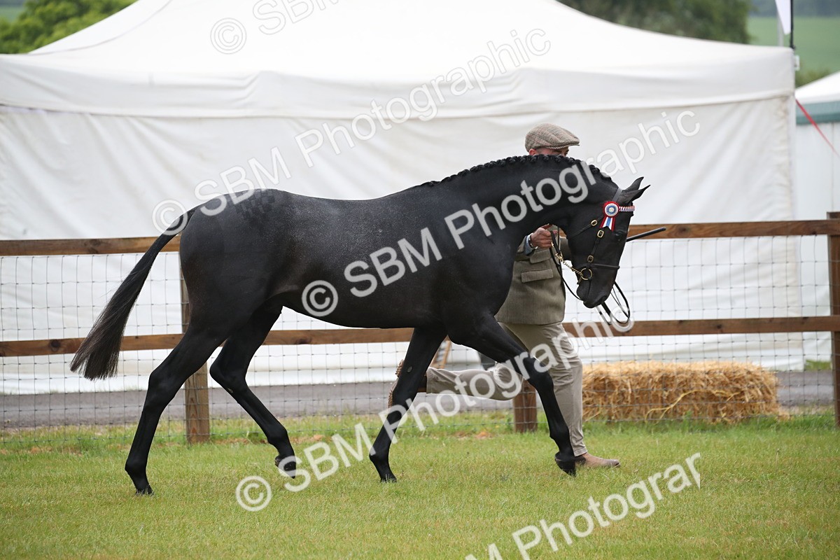 SBM_00042 - Class 17-20 - Arab & Part Bred - Anglo Arab In Hand