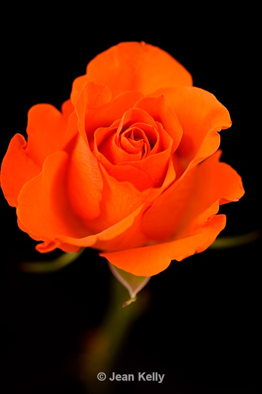 Single Orange Rose - DSC_6405_00070 - Orange