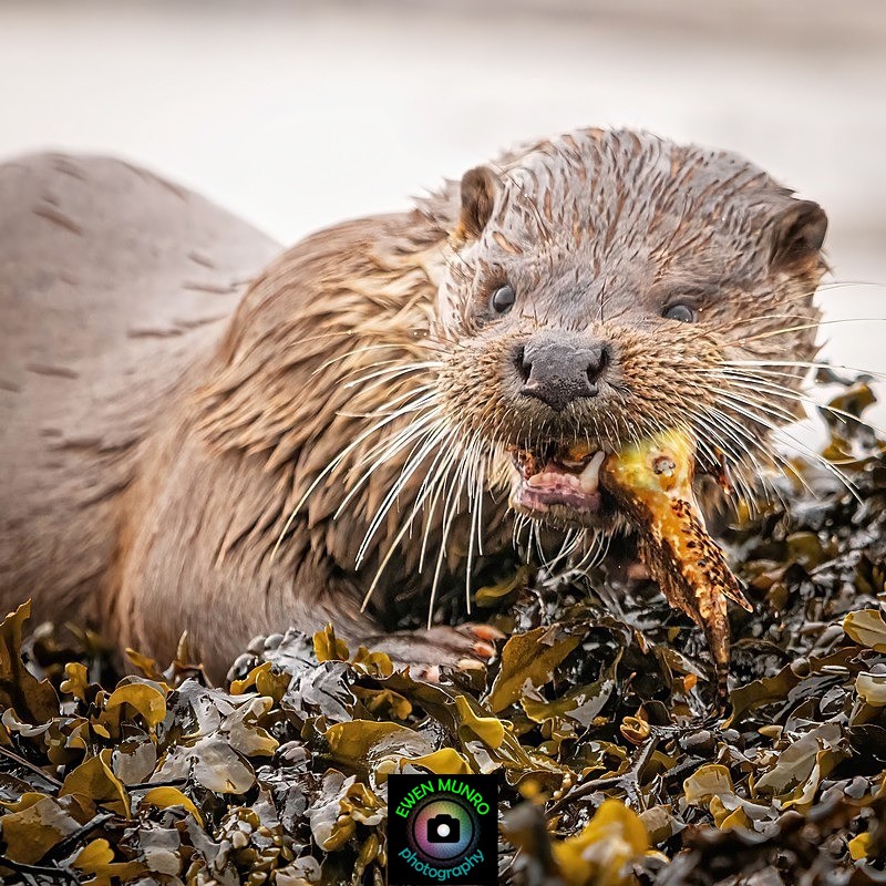 DO-17-Oban Esplanade, Argyll - 'DRATSIE' (AKA Otters)