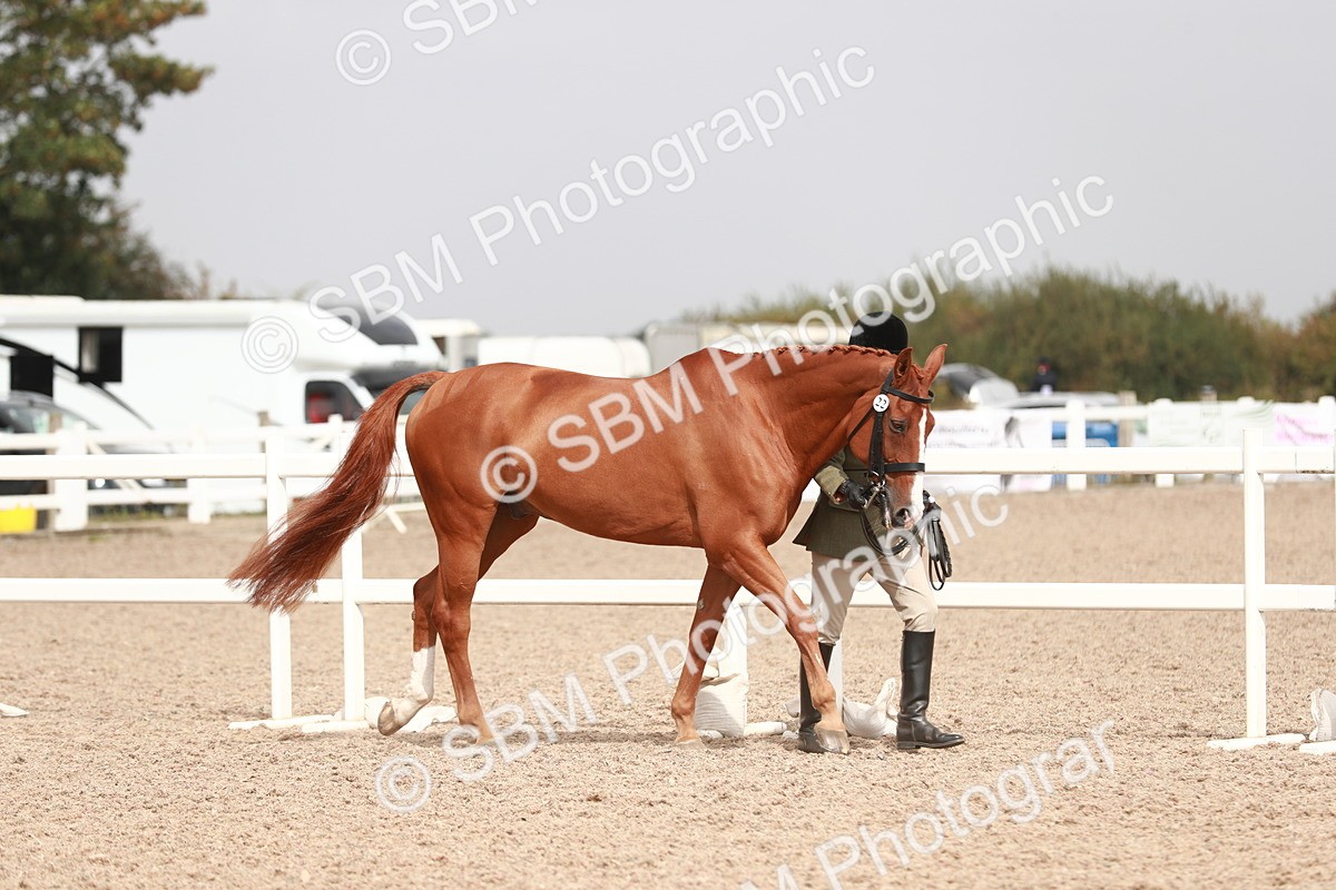 SBM_13154 - Class 208 IH Veteran Horse