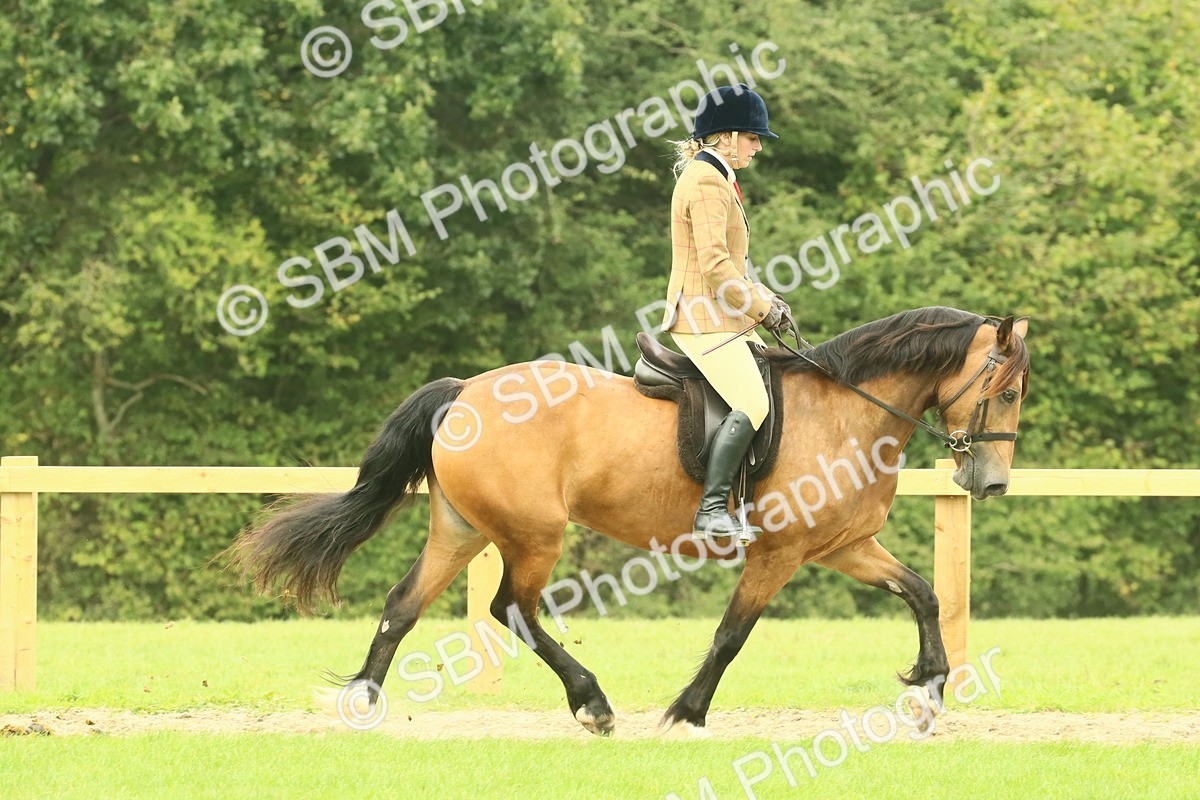 SBM_71868 - S60 - Mountain & Moorland Ridden Large Breeds