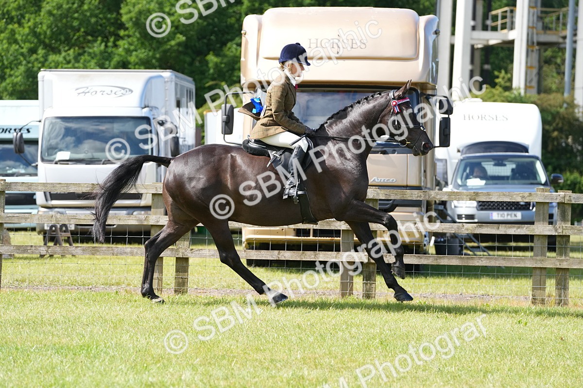 SBM_12978 - Class 99 - RIHS SEIB Working Show Horse
