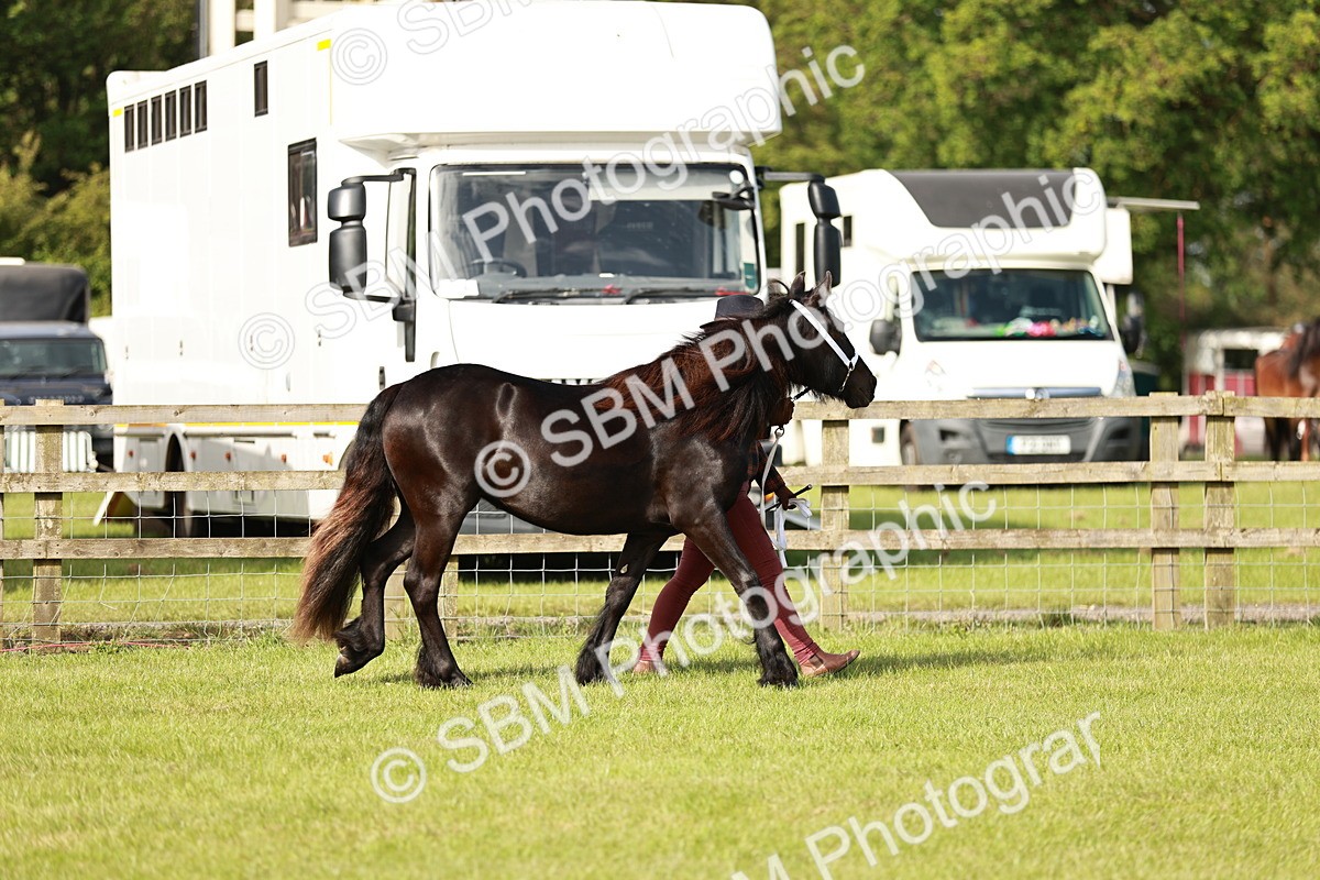 SBM_00675 - Class 14-23 - Mountain & Moorland In Hand Non Welsh