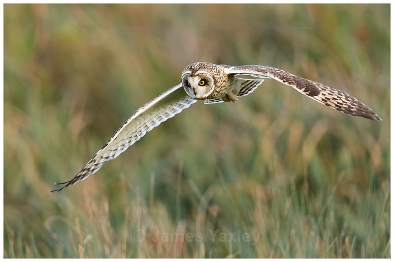 Short Eared Owl Hunting - Latest Work