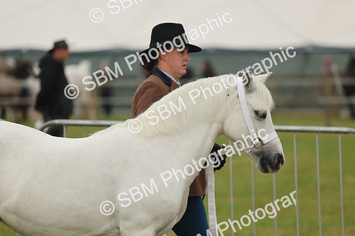 SBM_01440 - Class 50-57 - M&M Welsh Pony In Hand