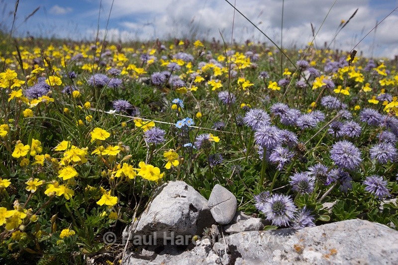  - Plants: wide-angle