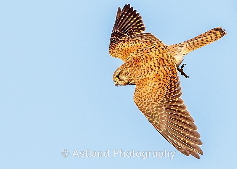 Astland Photography, Bird and Wildlife Images, Susan and Peter Wilson, U.K.