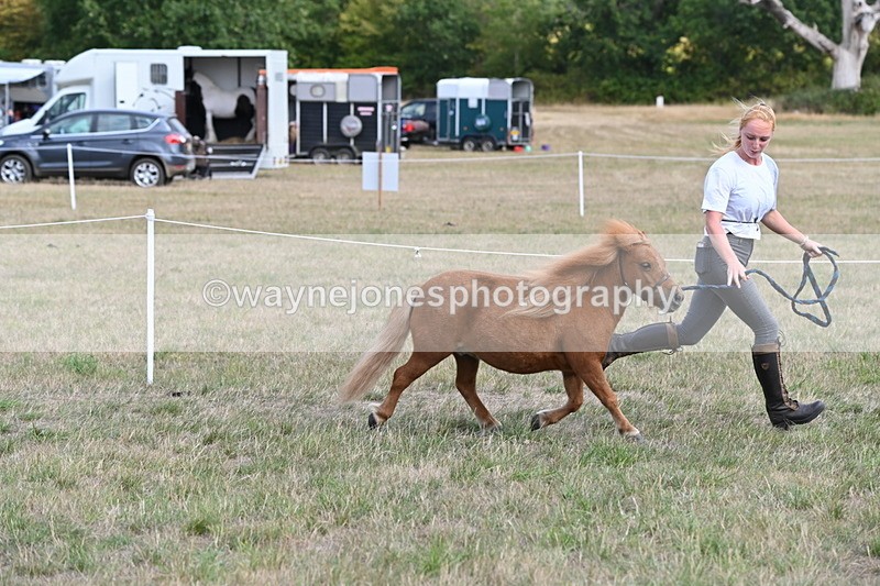 WJ6_6889 - Class 21 Shetland & Mini Horses