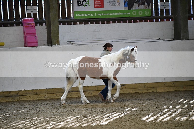 WJ5_3364 - Class 1 Youngstock