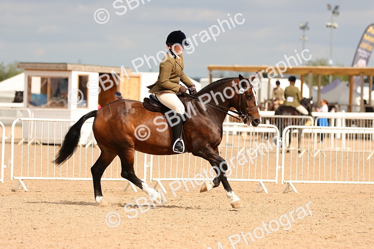SBM_15555 - Class 214 - Ridden Show Cob