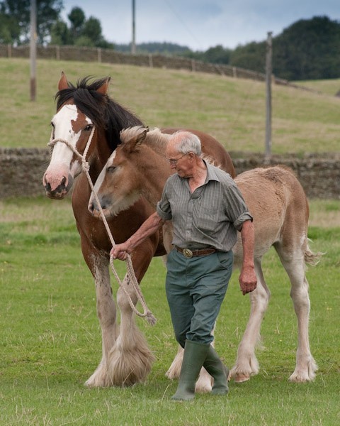 17 - Clydesdales