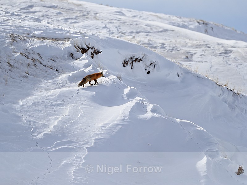 Red Fox in snowy scene, Hayden Valley, Yellowstone National Park - Red Fox