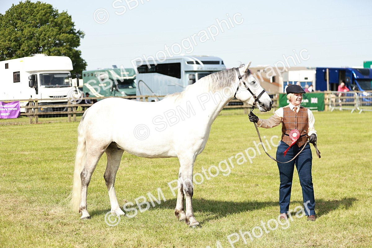 SBM_01684 - Class 14-23 - Mountain & Moorland In Hand Non Welsh