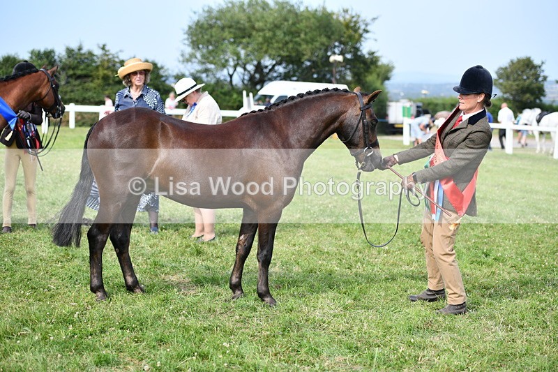 DSC_9175 - SP/SHP Pony Breeding Championship