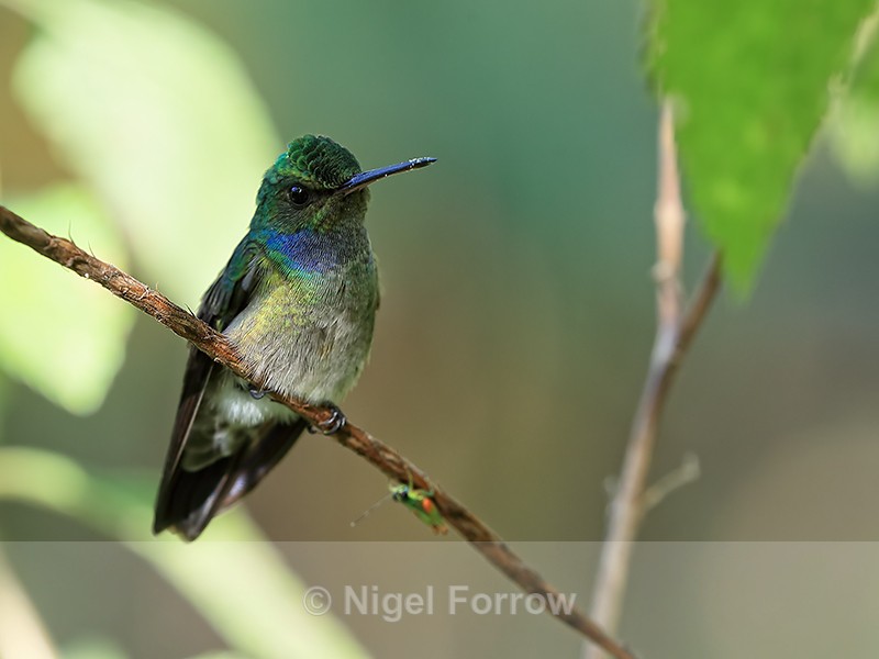 Charming Hummingbird perched, close view, Osa Peninsula, Costa Rica - Charming Hummingbird