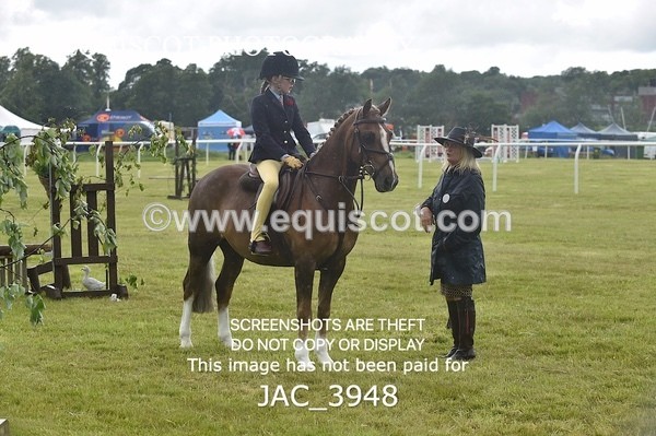 JAC_3948 - 55cm WORKING HUNTER