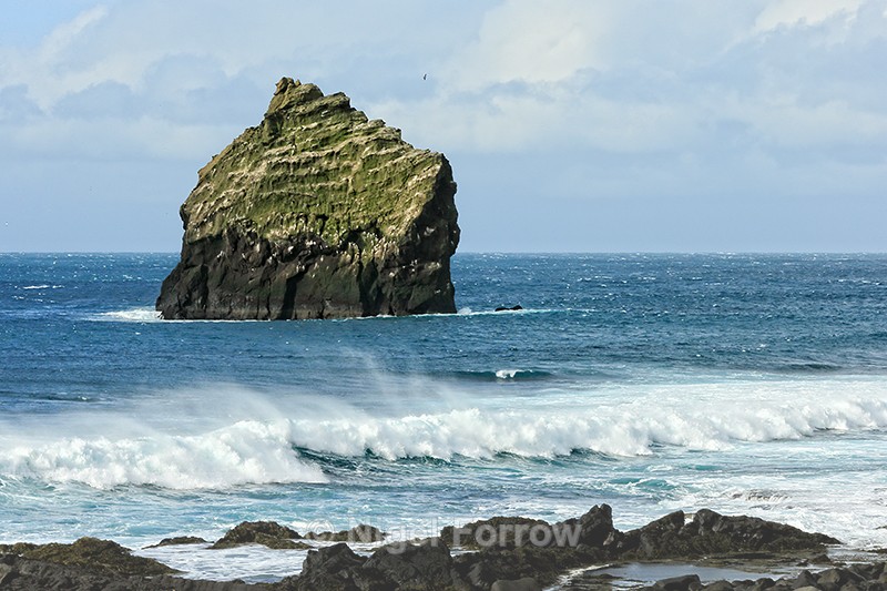 Seabird colony, Reykjanestá, Reykjanes peninsula - Iceland