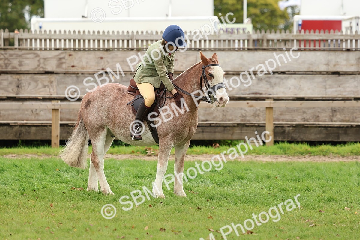 SBM_67541 - S60 - Mini Show Cob Ridden