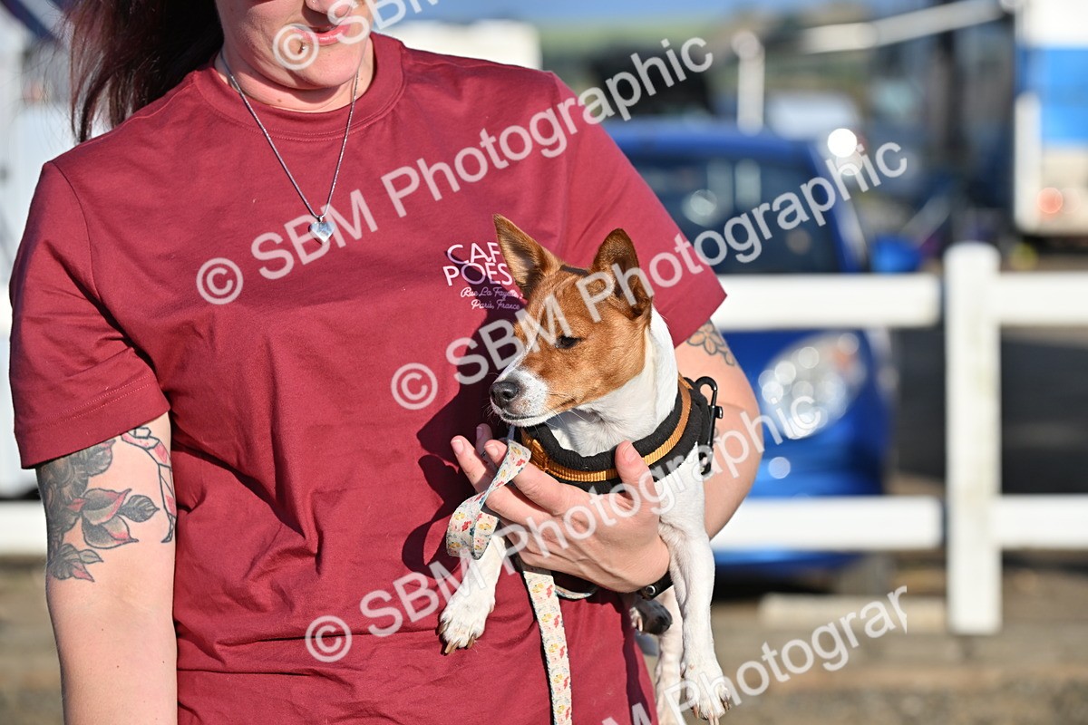 SBM_09391 - Lorry Dogs