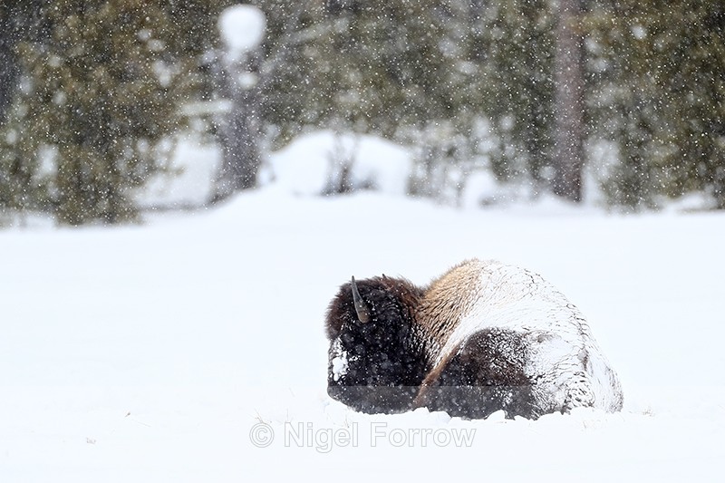 Bison laying down snow falling, Yellowstone National Park - Bison