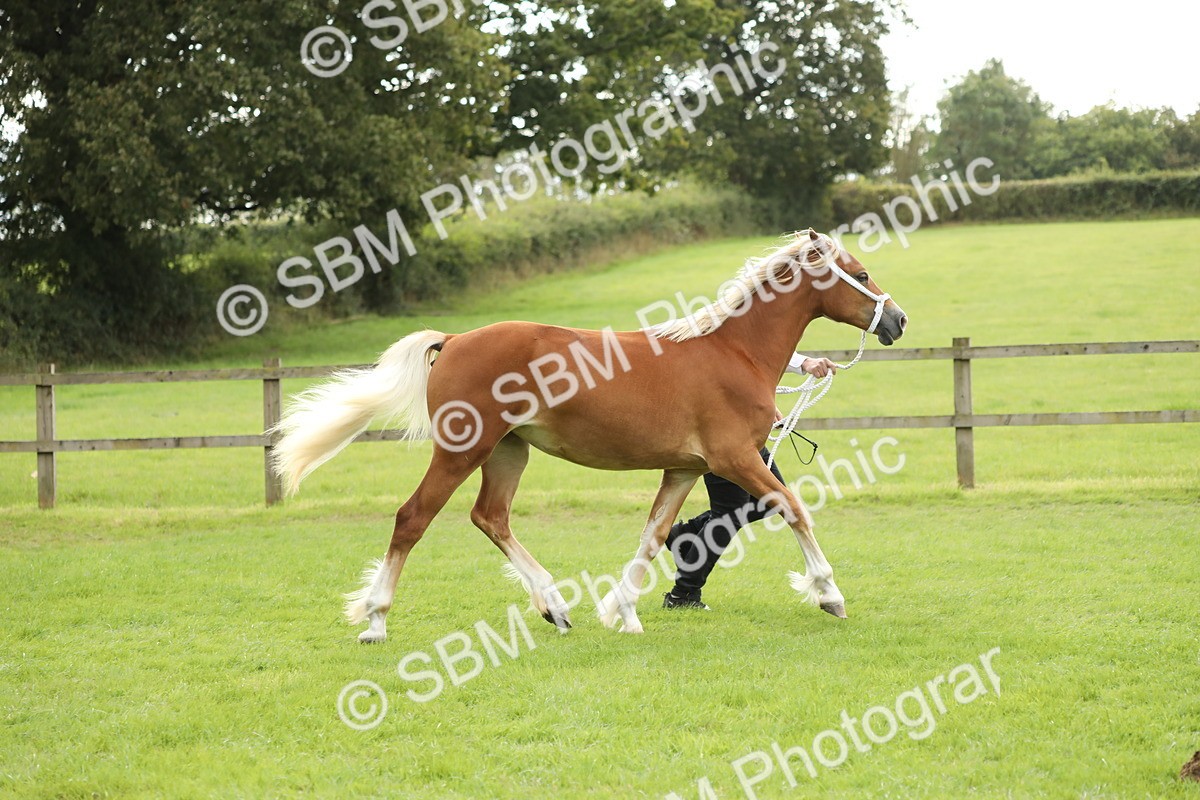 SBM_65346 - S47 - Mountain & Moorland In Hand Large Breeds