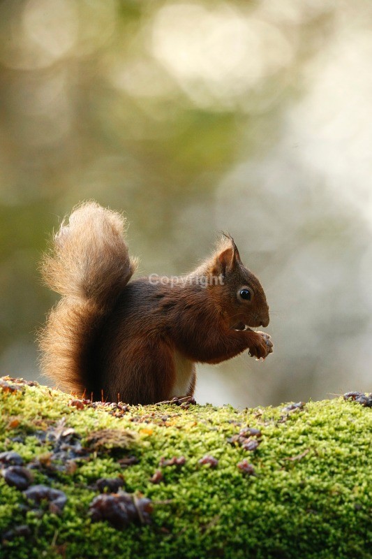 Red Squirrel 2 - Red Squirrel
