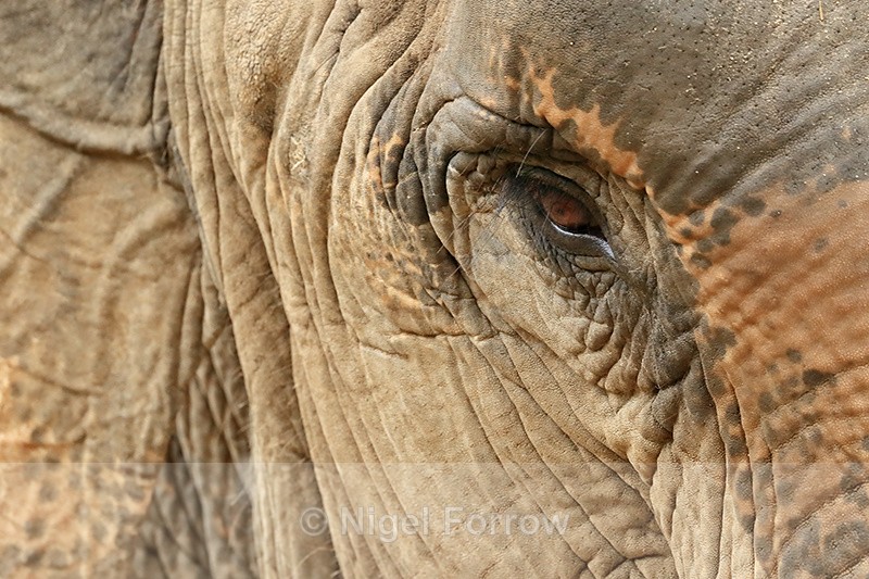 Female Asian Elephant close, Cambodia - Elephant