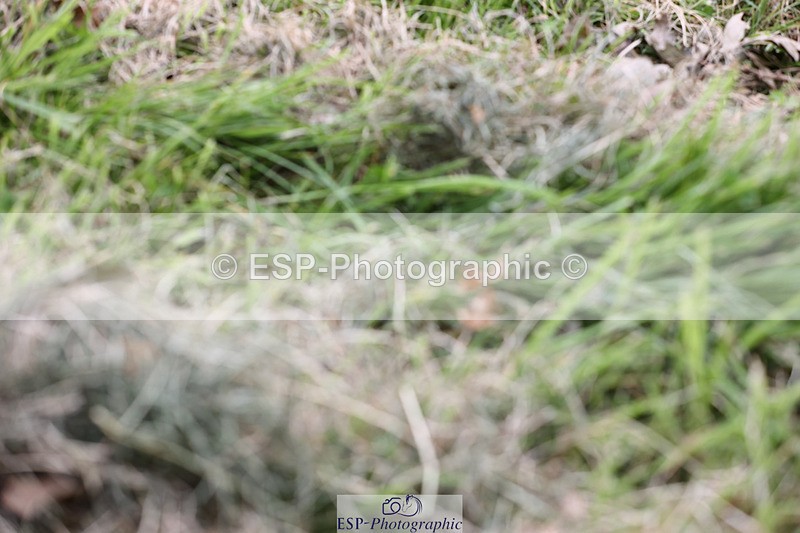 240825X-170259-37853 - 80cm XC 16.30 to 17.30