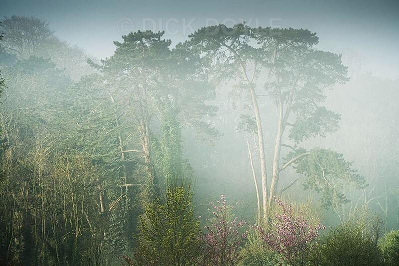 Convent copse Cahir - WOODLAND AND PARKS (NEW WORK)